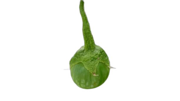istock a photography of a green leaf with a small green bug on it. 2163860739