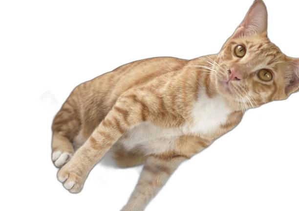 istock a photography of a cat laying down on a white surface. 2163861605