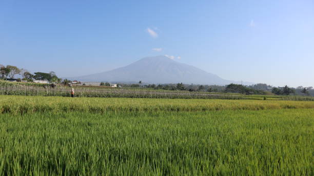 istock Rice farming in very large rice fields. 2163862352