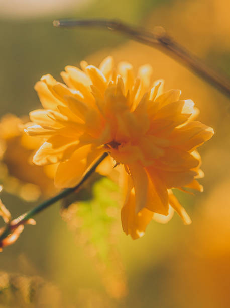istock Garden flower 2163862419