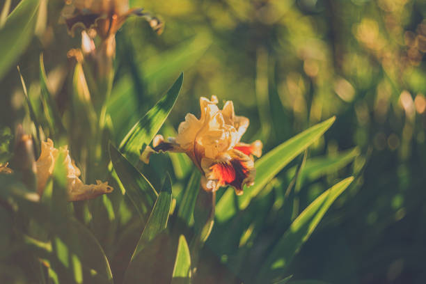 Just a photo of a garden flower