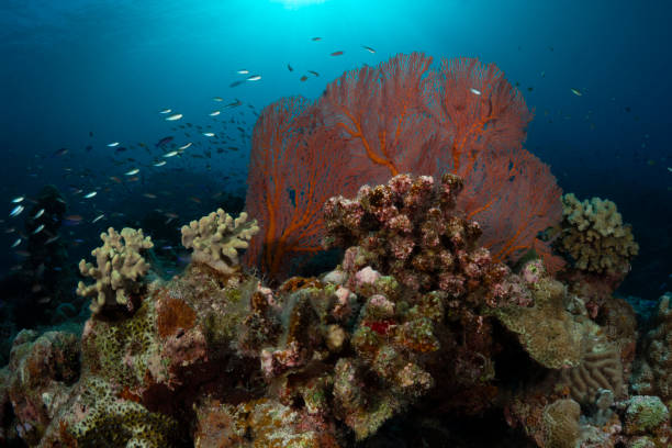 istock Fan Coral & Reef, Indian Ocean 2163862561