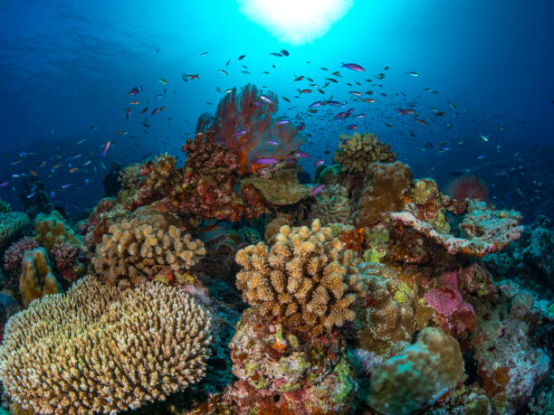 istock Coral Reef, Indian Ocean 2163862562