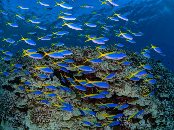 istock Fusilier Fish Schooling on Reef 2163862585
