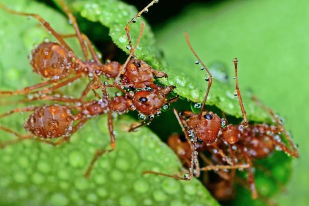 istock Ants biting leaf and building nest in the rain - animal behavior. 2163865364