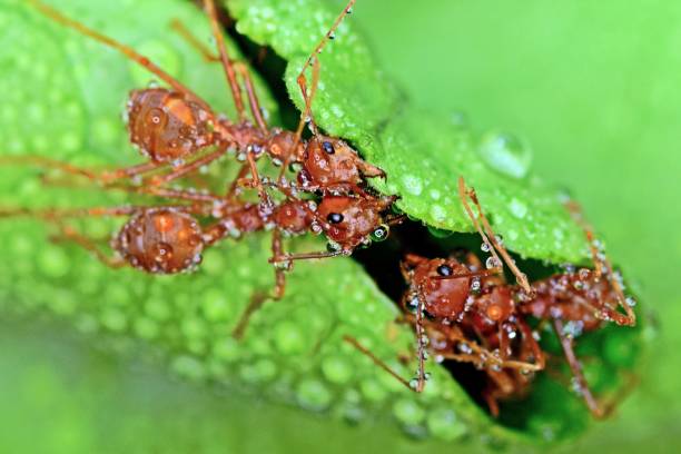 istock Ants biting leaf and building nest in the rain - animal behavior. 2163865369