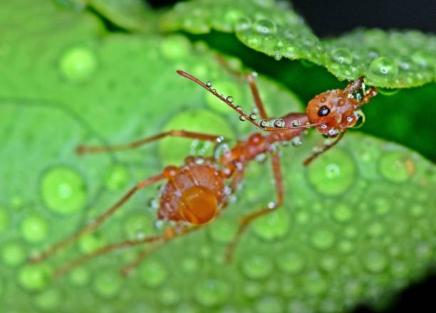 Ants biting leaf and building nest in the rain - animal behavior.