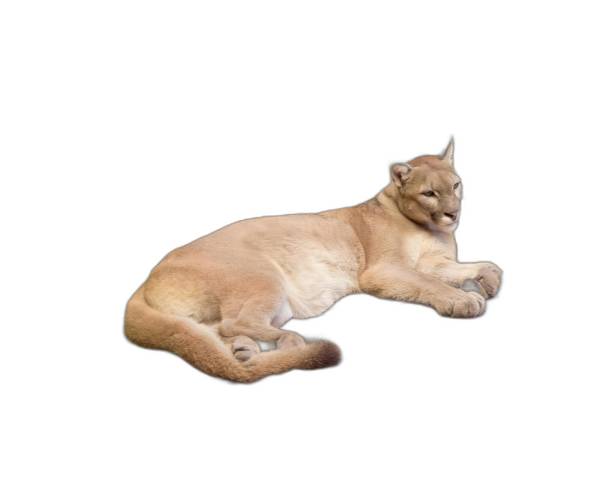 a photography of a lion laying down on a white surface.