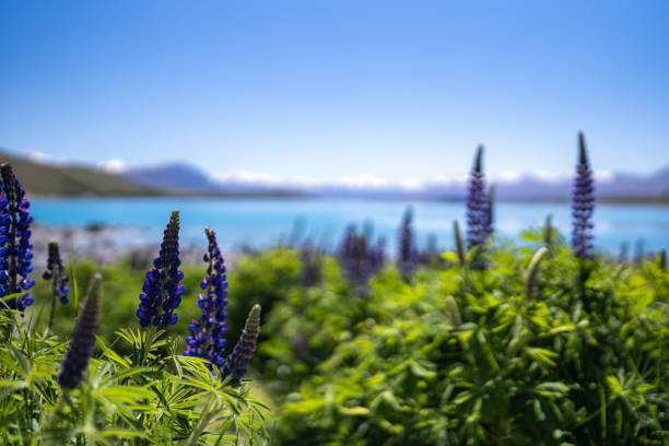Noon sun lights up lupins growing next to Lake Tekapo, on New Zealand's South Island in Spring