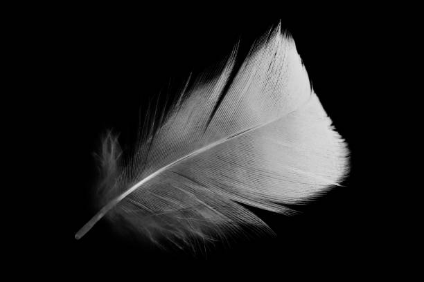 istock Beautiful white feather floating in air isolated on black background 2163867505