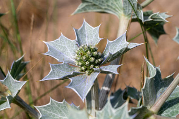 istock Beach Dunes Vegetation , Sea Holly 2163869419