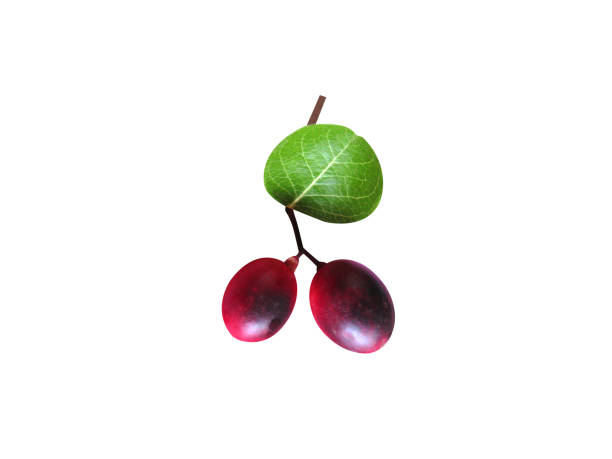 Carissa carandas fruits on white background