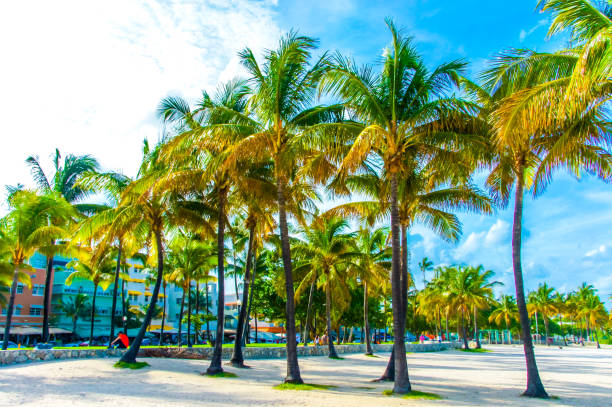 Experience the allure of tropical beaches! Explore beautiful palm trees on white sand, from Isla Mujeres to Miami Beach. Immerse yourself in the vibrant scenes of Crandon Park and Nusa Lembongan.