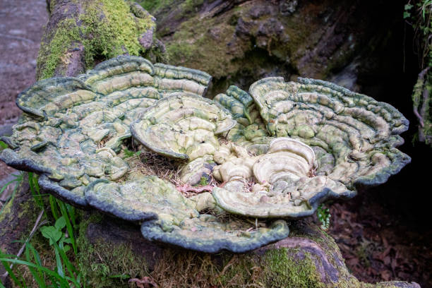 istock Large Bracket Fungus in Olympic National Park 2163870728