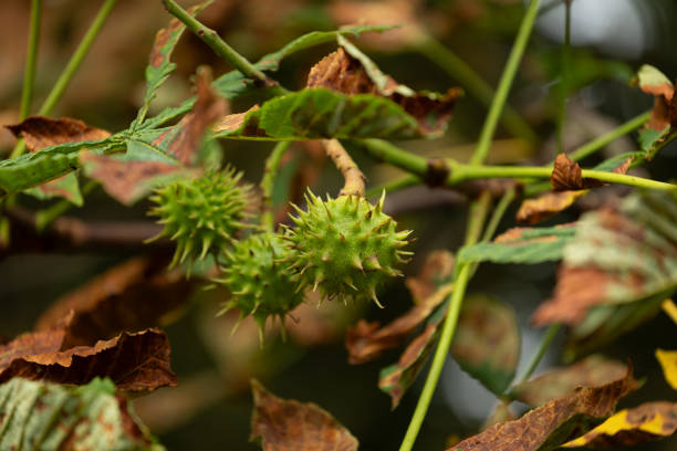 Breen spiky chestnut seeds groving in a tree amidst the brown, dry leaves. Beautiful summer scenery of Latvia, Northern Europe.