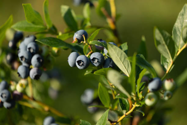 istock Organic blueberries growing in a sunny garden. 2163872347