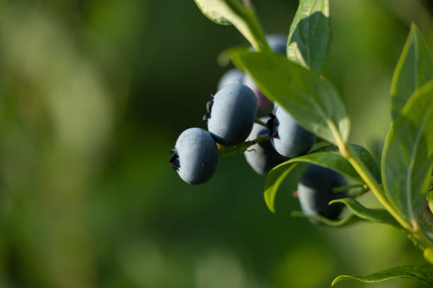 Organic blueberries growing in a sunny garden. Beautiful summer scenery of Latvia, Northern Europe.