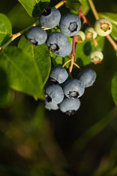 istock Organic blueberries growing in a sunny garden. 2163872379