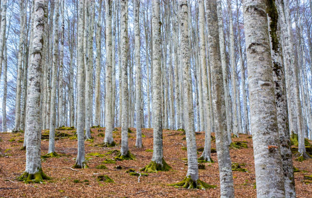istock the autumn silence in the forest 2163873058