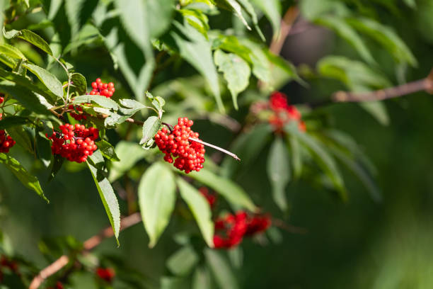 istock Red elderberry growing in the forest. 2163874391