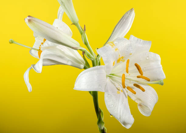 istock Blooming white lily on a yellow background 2163874809