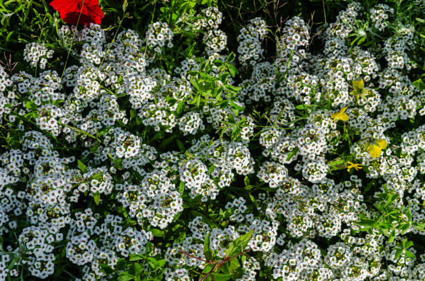 istock White Alyssum flowers in a garden 2163874933