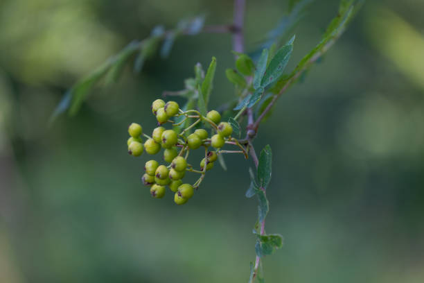 istock Unripe, green rowan tree berries in the forest. 2163875000