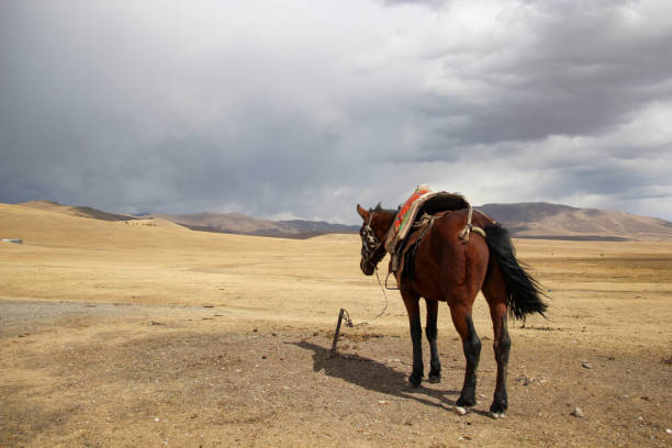 Horse looking towards the mountains at Song Kol Lake