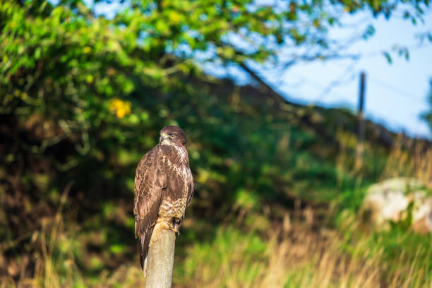 Common buzzard (Buteo buteo) close up