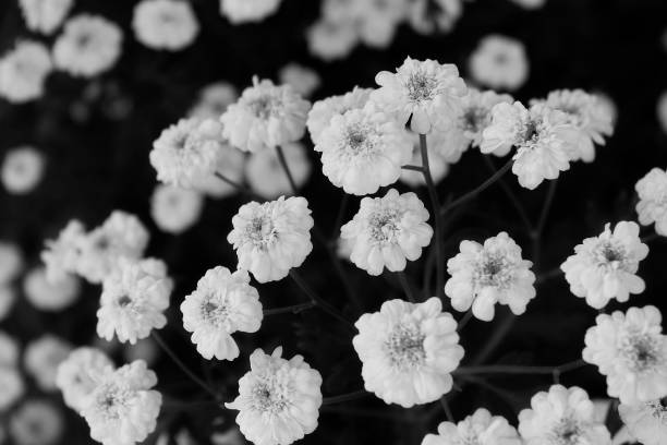 istock Soft Focus Grayscale Image Of Daisy Blossoming Flowers 2163877193