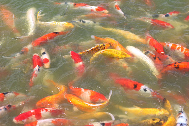 istock bunch of koi fish in water. 2163879371
