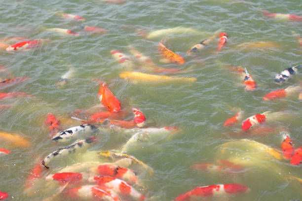 bunch of koi fish in water.