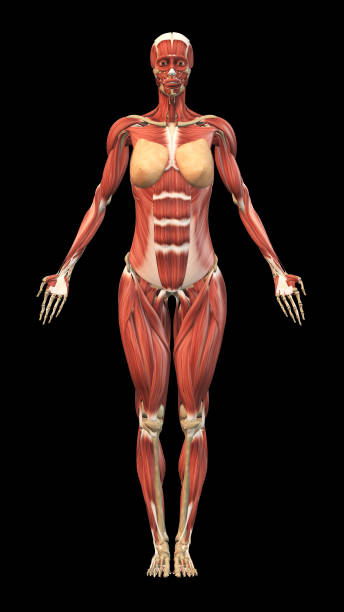 istock Female skeleton with Muscles on black background 2163880563