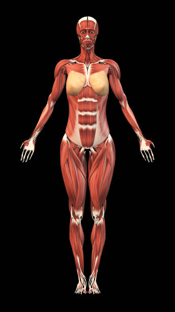 istock Female Muscles with vertical black background 2163880593