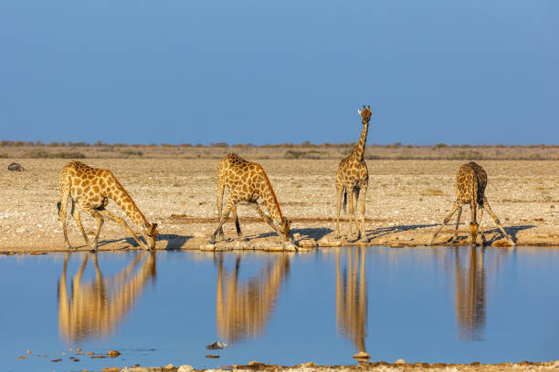 istock Group of Giraffes drinking water at a waterhole 2163881422