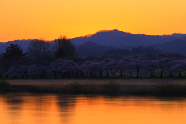 Landscape of cherry blossoms in full bloom