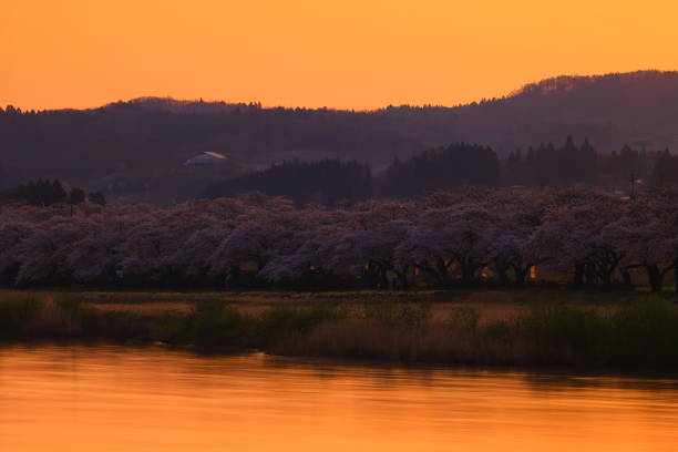 Landscape of cherry blossoms in full bloom