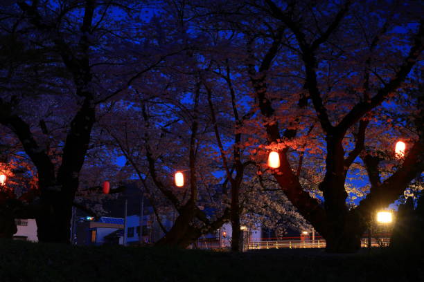 istock Landscape of cherry blossoms in full bloom 2163881803