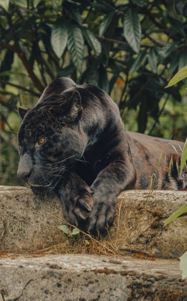 Aramis the male jaguar