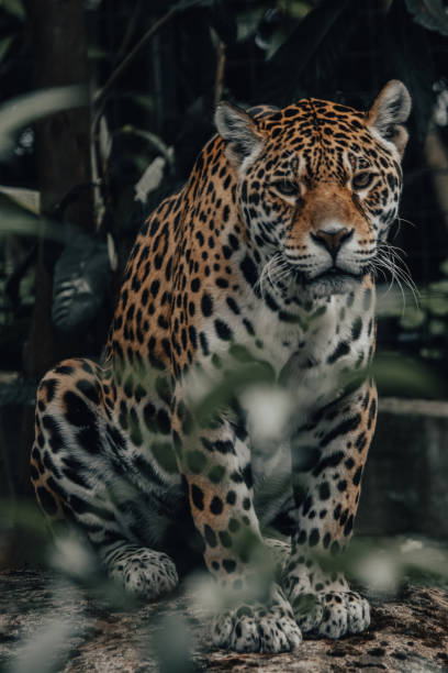 istock Simara the female jaguar 2163882845