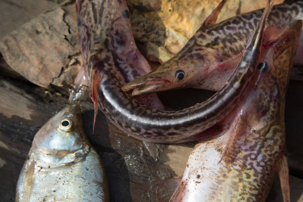 Images that capture the essence of river fishing in the lush natural beauty of the tropics