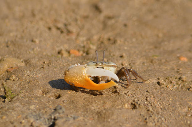 The brandished claw of a shore crab hiding in a hole is visible during low tide in the Puget Sound, Washington state, USA.