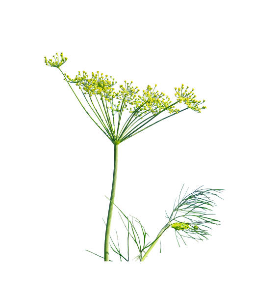 istock Dill plant branch, stem, blooming herb, natural botanical design element isolated on white 2163884419