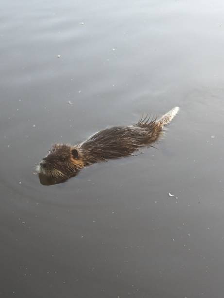 istock Muskrat in the Saale 2163884485