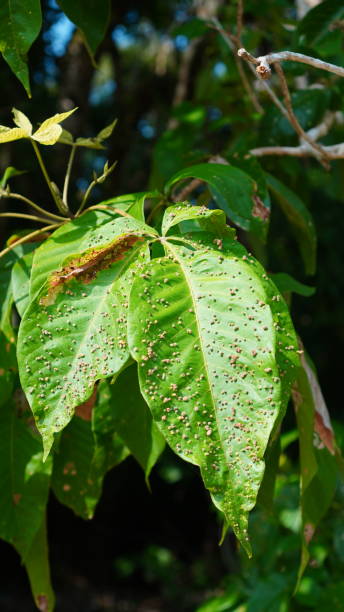 istock gall mite Aculops rhois on leaves 2163884561