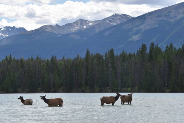 istock Wapiti swimming Jasper 2163885262