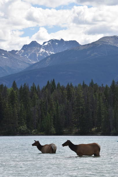 istock Wapiti swimming Jasper 2163886370