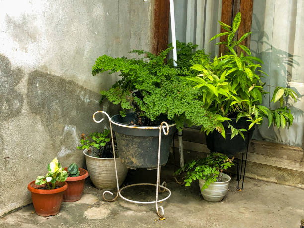 Summer garden