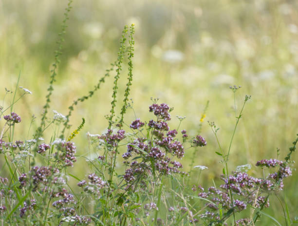 flowers in the field, flowers in the meadow, blossoms, grassland, purple blossoms, petals, purple petals