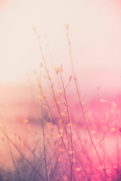 istock Retro-style wild flowers on soft pastel background 2163887546